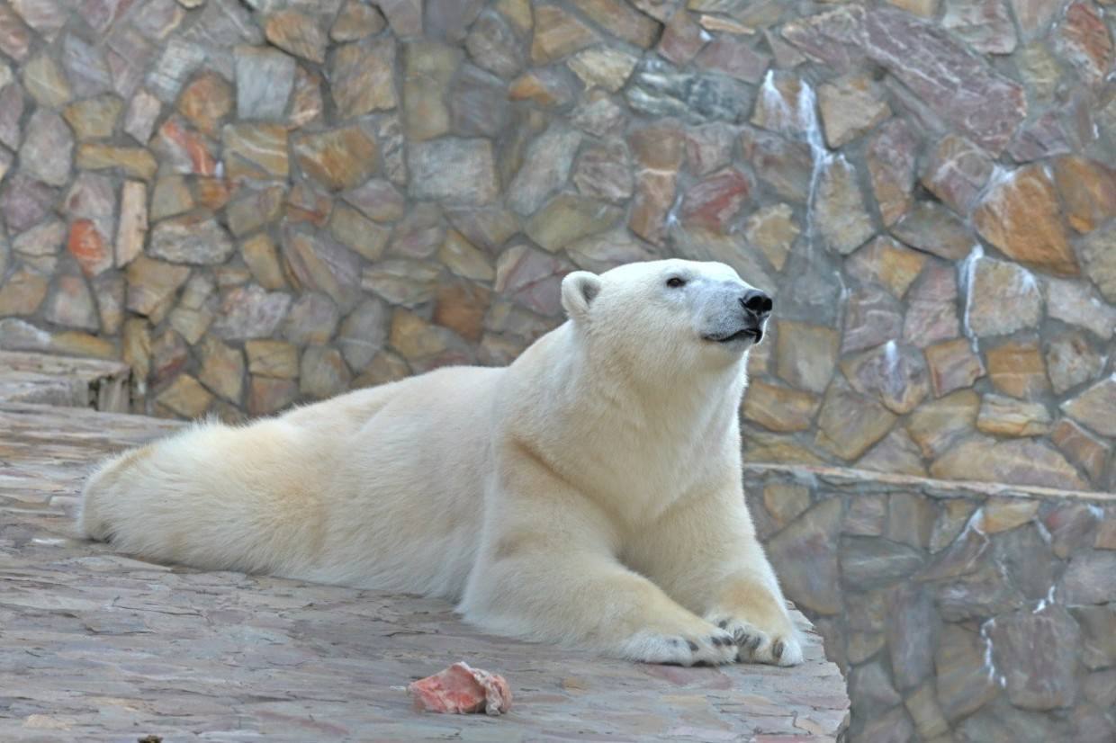 Любимица посетителей Ленинградского зоопарка, белая медведица Хаарчаана, отметит 30 ноября свой девятый день рождения