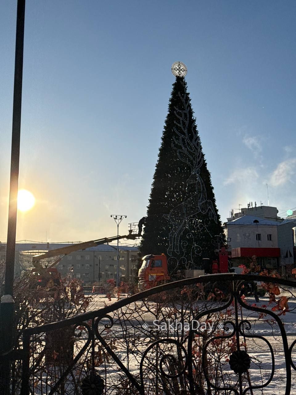 Елки на двух площадях, пока без новогоднего облачения Елки на двух площадях, пока без новогоднего облачения