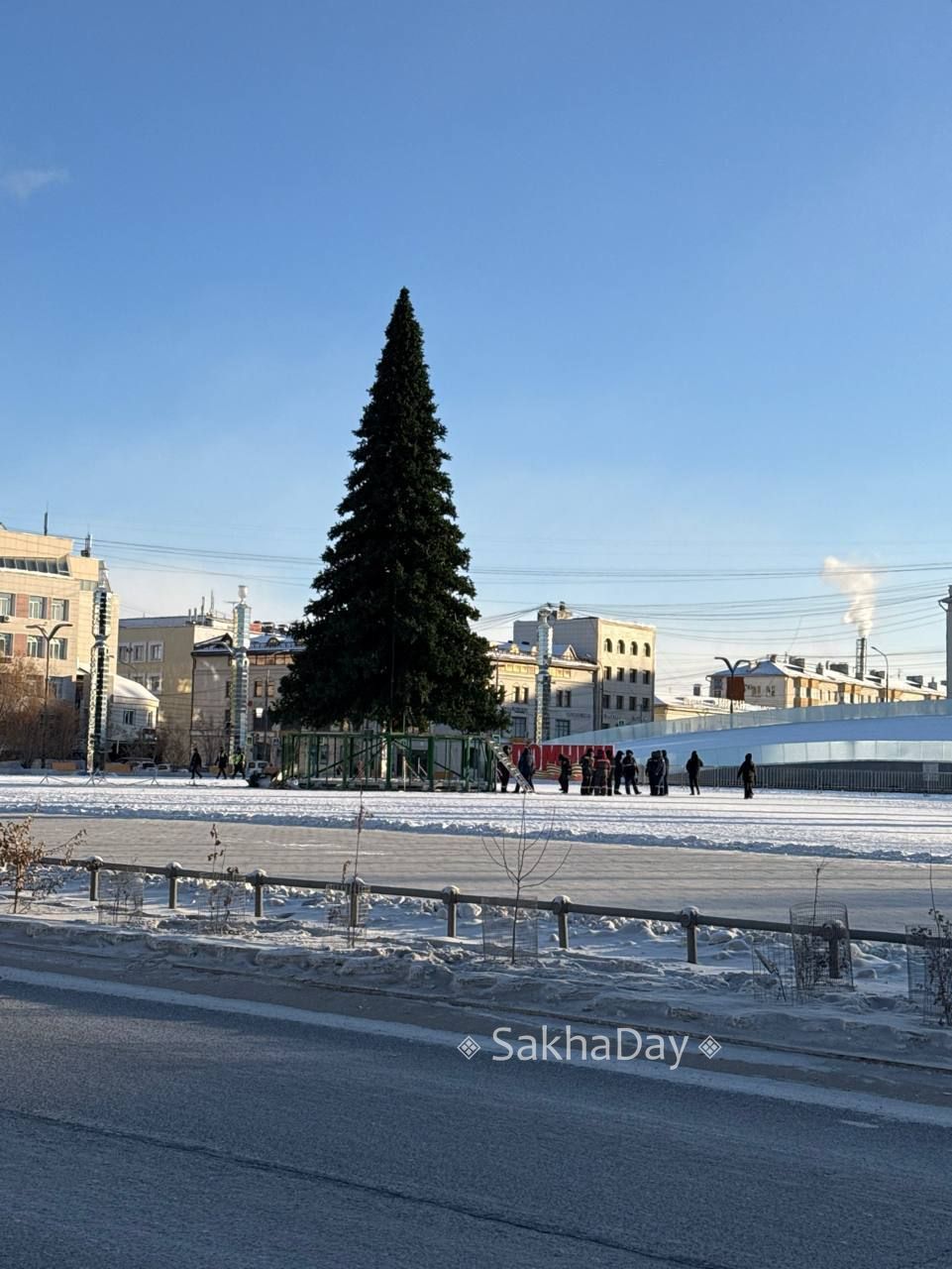 Елки на двух площадях, пока без новогоднего облачения Елки на двух площадях, пока без новогоднего облачения