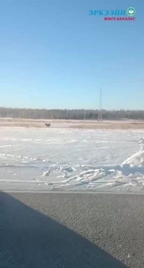 В 10 км от села Майя Мегино-Кангаласского улуса заметили лося