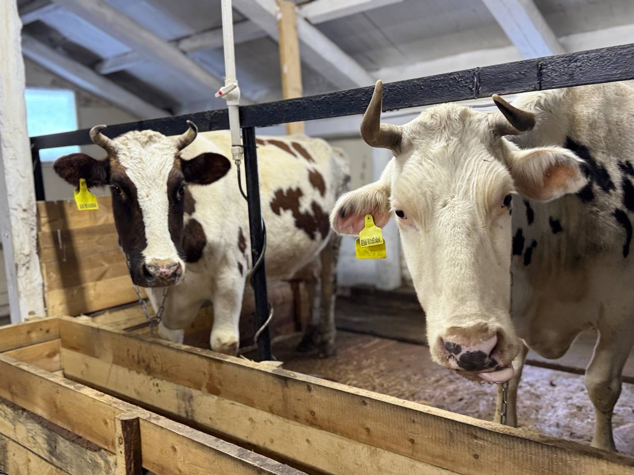 Аныгы хотон сыттаах дуо?. Хотоо лэлииргэ комфортнай, сыта-сымара суох буоллун диэн уолаттар тугу эрэ толкуйдаабыттар Киирдэххэ чахчы, аыы сыт суох, аны сиик дааны биллибэт