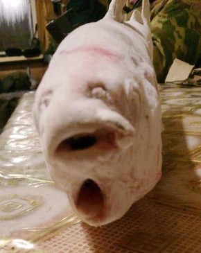 В Абыйском районе поймали «двуротого» чира