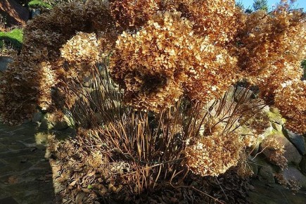 Осенние секреты ухода за гортензией: стоит ли обрезать кустарник сейчас?