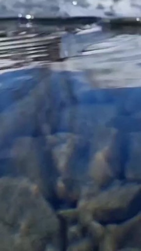 Доброго утра желает всем Римма Соловьева, оленевод из села Сиэбэн Кл и отправляет чудесное видео из реки Дулалаах, которая протекает по территории Кобяйского и Верхоянского улусов