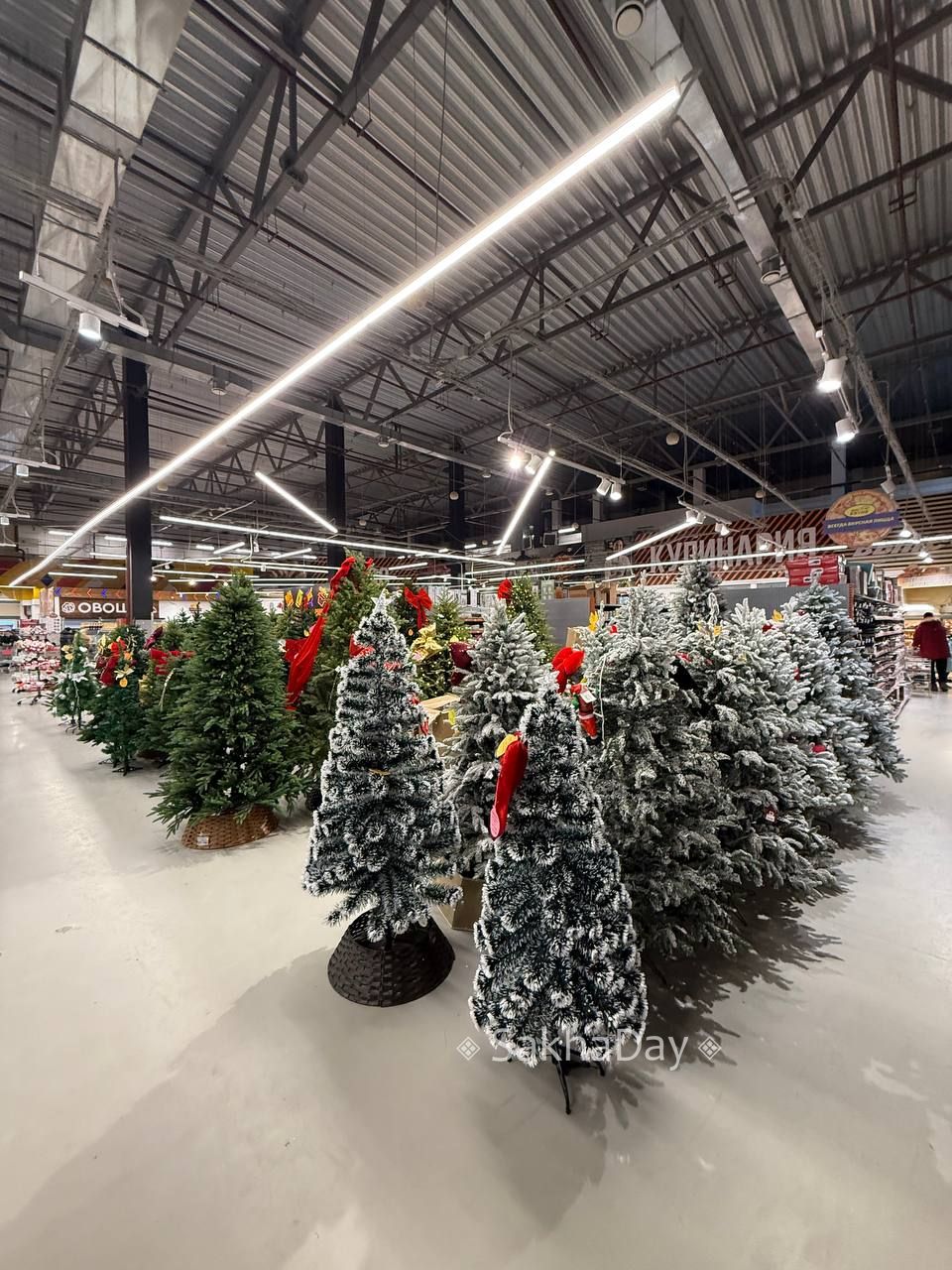 В одном из маркетов вырос елочный лес