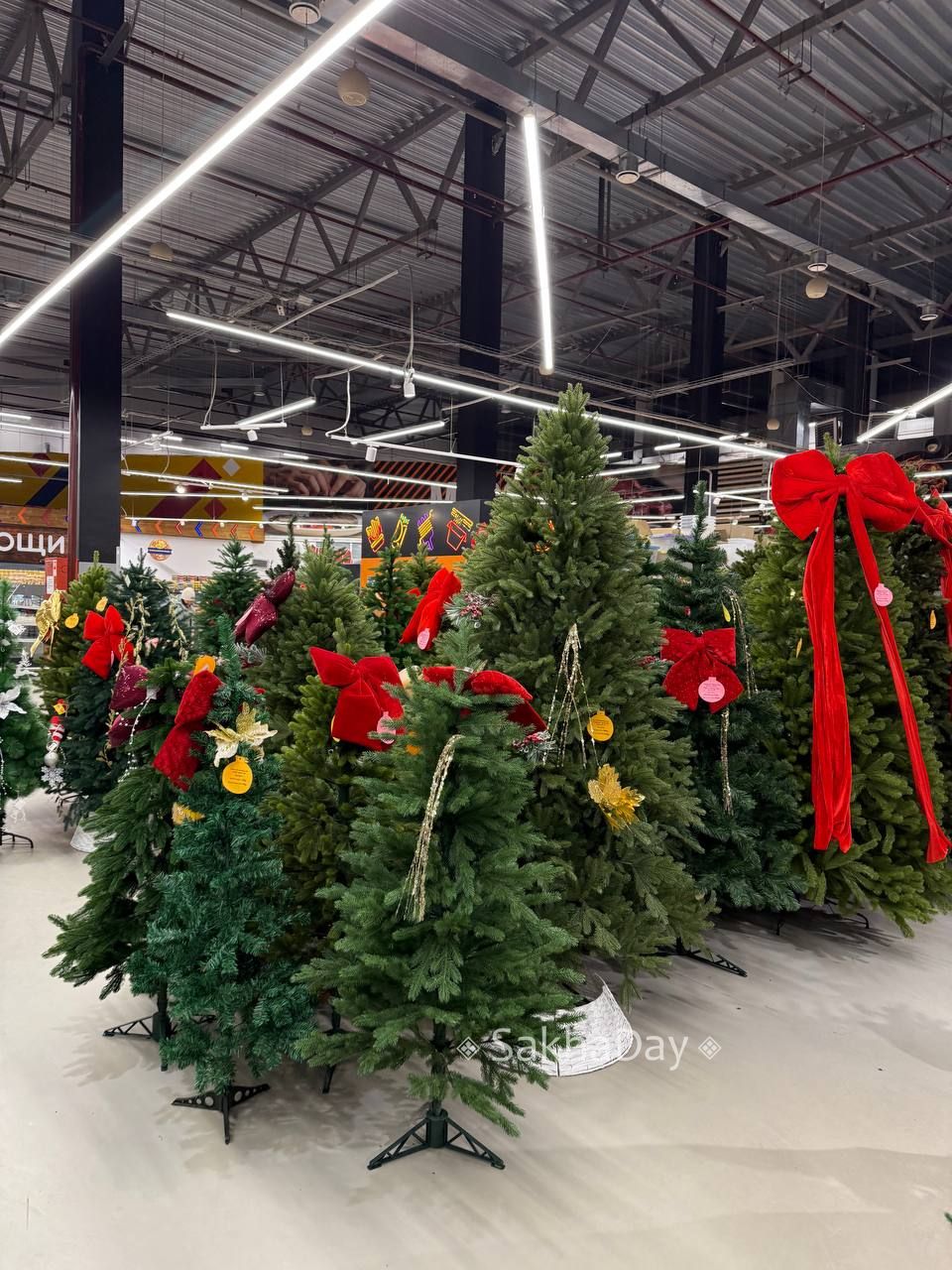 В одном из маркетов вырос елочный лес В одном из маркетов вырос елочный лес