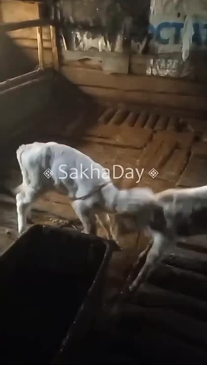 #пишут "Турнир Коркина" в хлеву