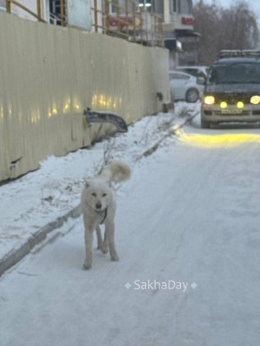 На Пояркова бегает. #дляsakhaday