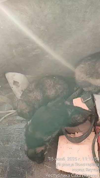 Отлов бесхозяйных животных в Гагаринском!