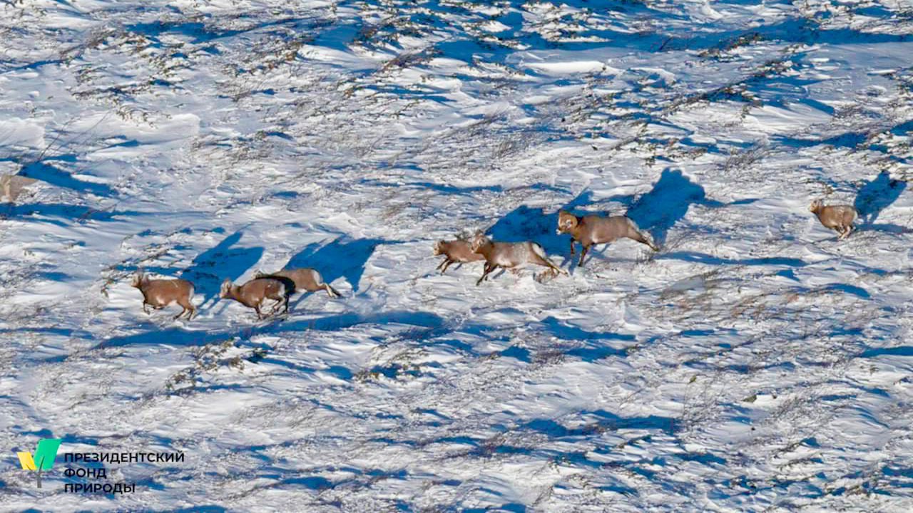 В Якутии стартовал новый проект по мониторингу снежного барана