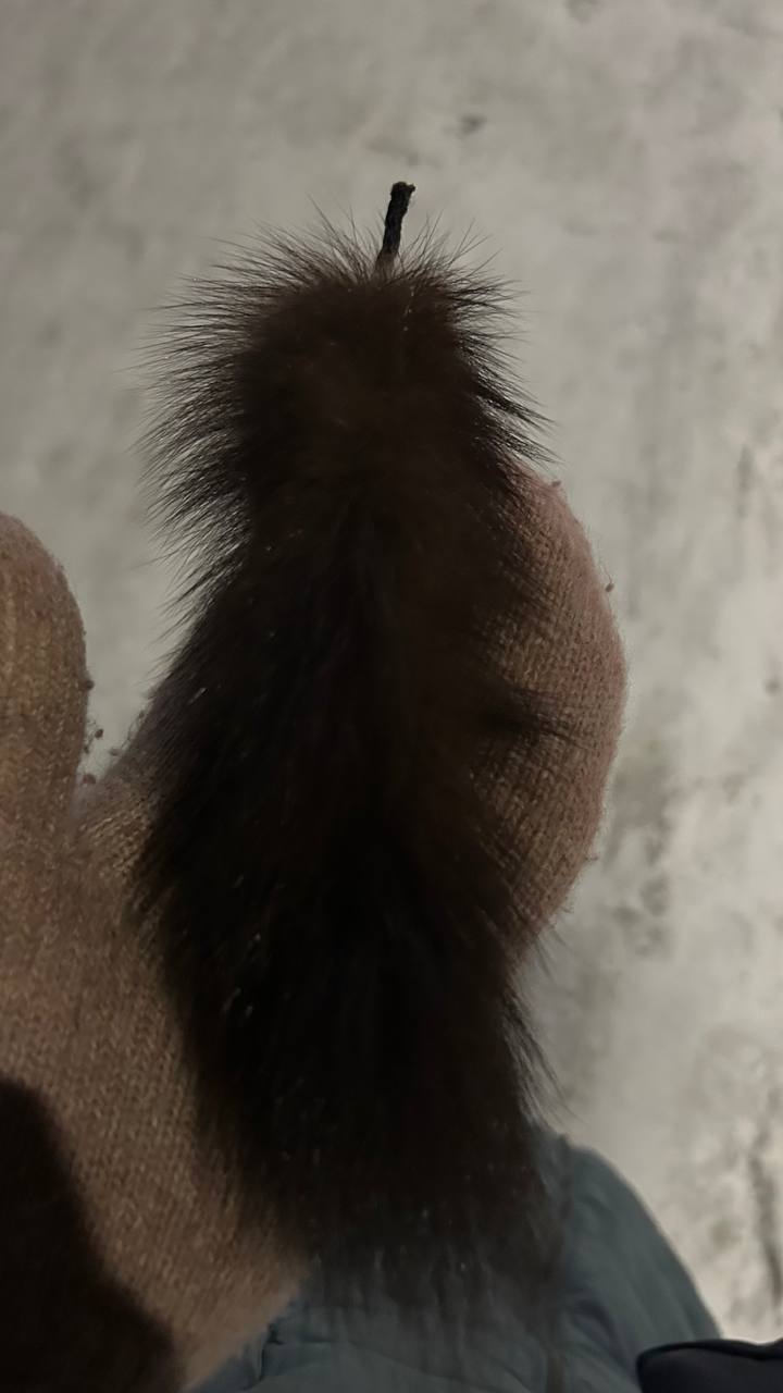 #пишут 17.11.25 в 18.05 на остановке Силуэт в сторону Лермонтова нашла соболиный хвостик от шапки