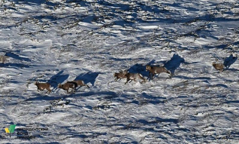 В Алданском районе посчитают редких снежных баранов Аллена