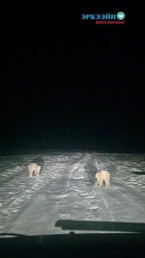 #Пушистыеновости: дикие кошки леса