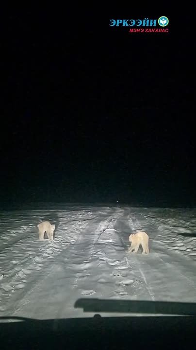 #Пушистыеновости: дикие кошки леса