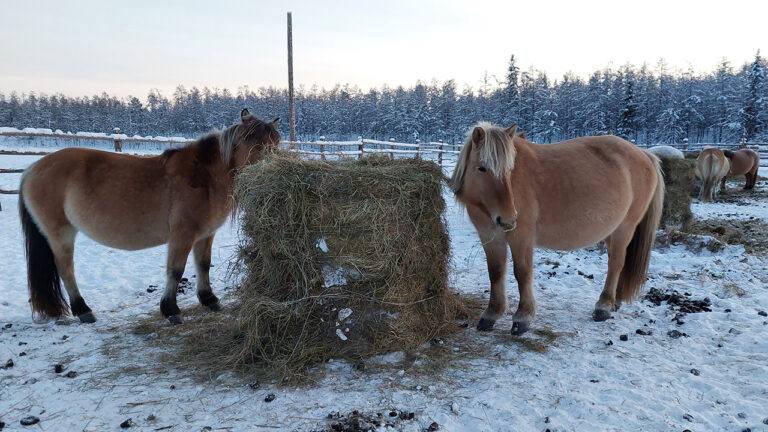 “С-сылгы кыстыга ортотук ааан иэр”: Николай Афанасьев