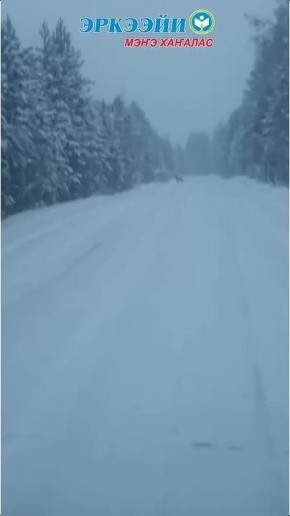 В Мегино-Кангаласском районе на дороге заметили косулю