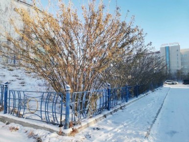 Почему в Якутске деревья не сбросили листву к зиме, объяснил ученый