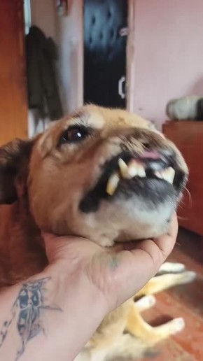 Злата доехала до своих родителей, через всю страну, с Севера на Юг. Путь был очень сложный, ломался автобус, машины, пробивались колеса, болели собаки, попутчики, заканчивались деньги