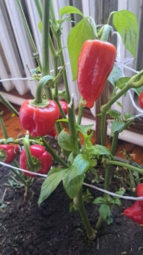 Свой перец зимой в Якутии!