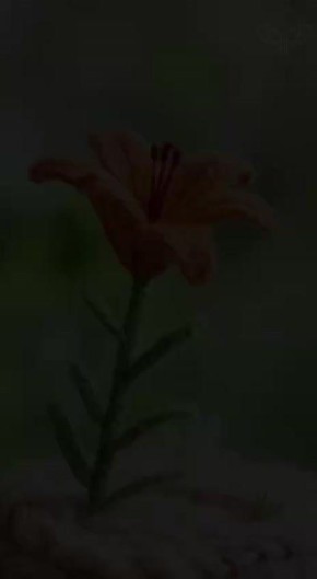 #Пушистыеновости: Вязаные бизоны и стерхи