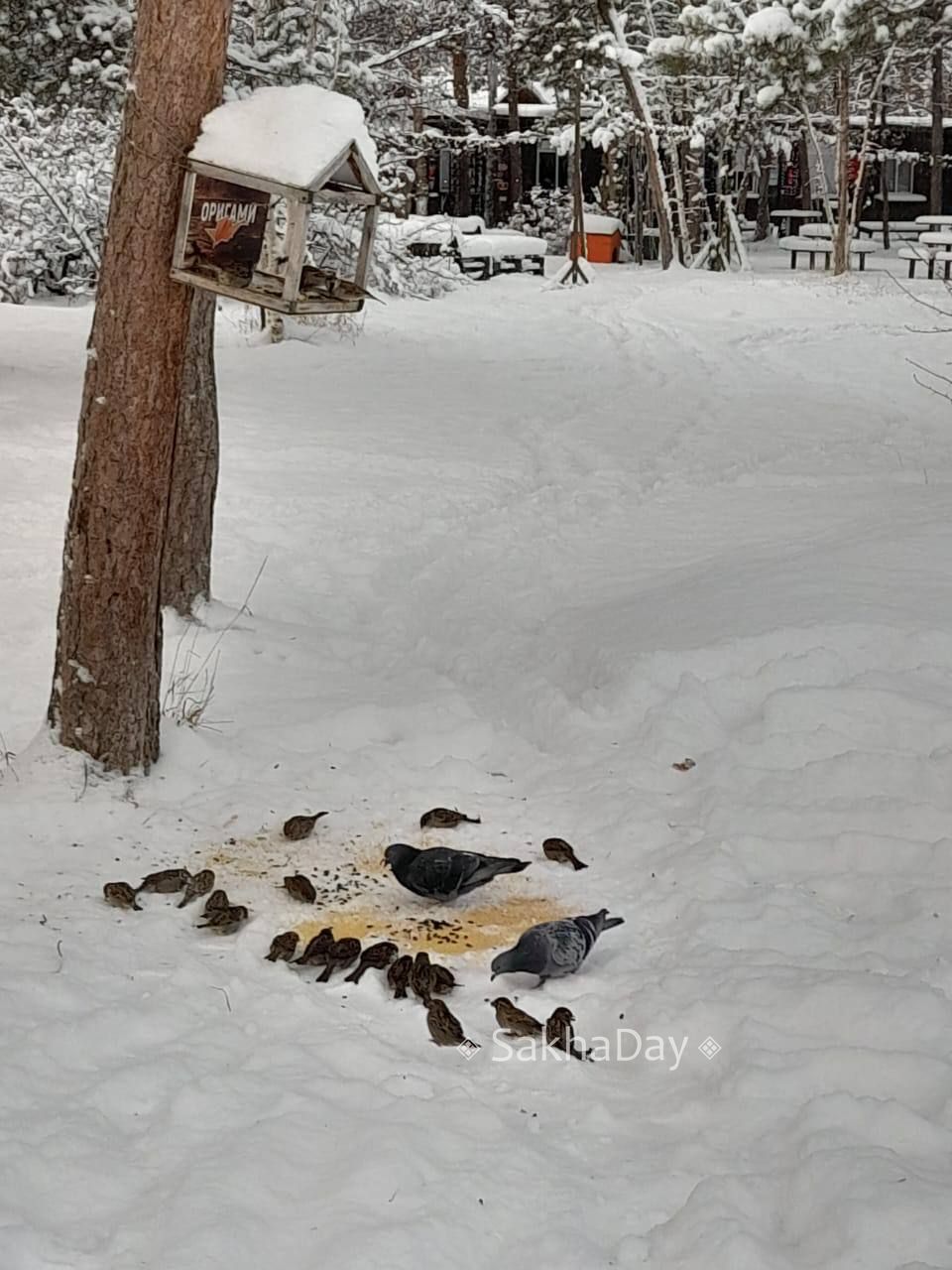 Сегодня потеплело -13! Самое время для прогулок в парке Сегодня потеплело -13! Самое время для прогулок в парке