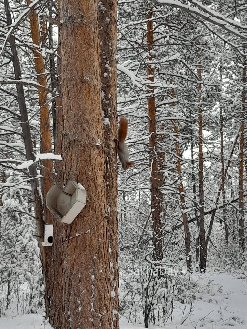 Сегодня потеплело -13! Самое время для прогулок в парке Сегодня потеплело -13! Самое время для прогулок в парке