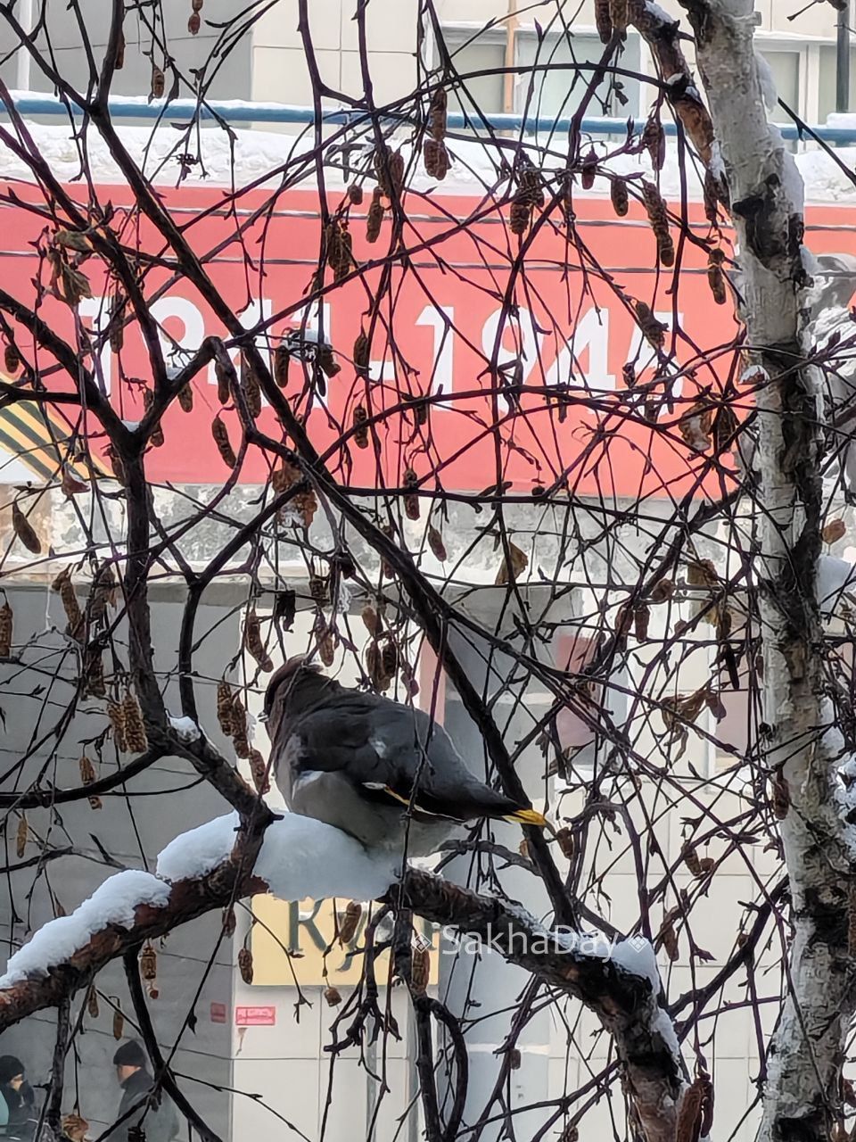 Свиристели в Якутске. Горожанка Александра поделилась чудесными фотографиями свиристелей, прокомментировав: - Они, кажется, называются «пьяные свиристели» Свиристели в Якутске. Горожанка Александра поделилась чудесными фотографиями свиристелей, прокомментировав: - Они, кажется, называются «пьяные свиристели»