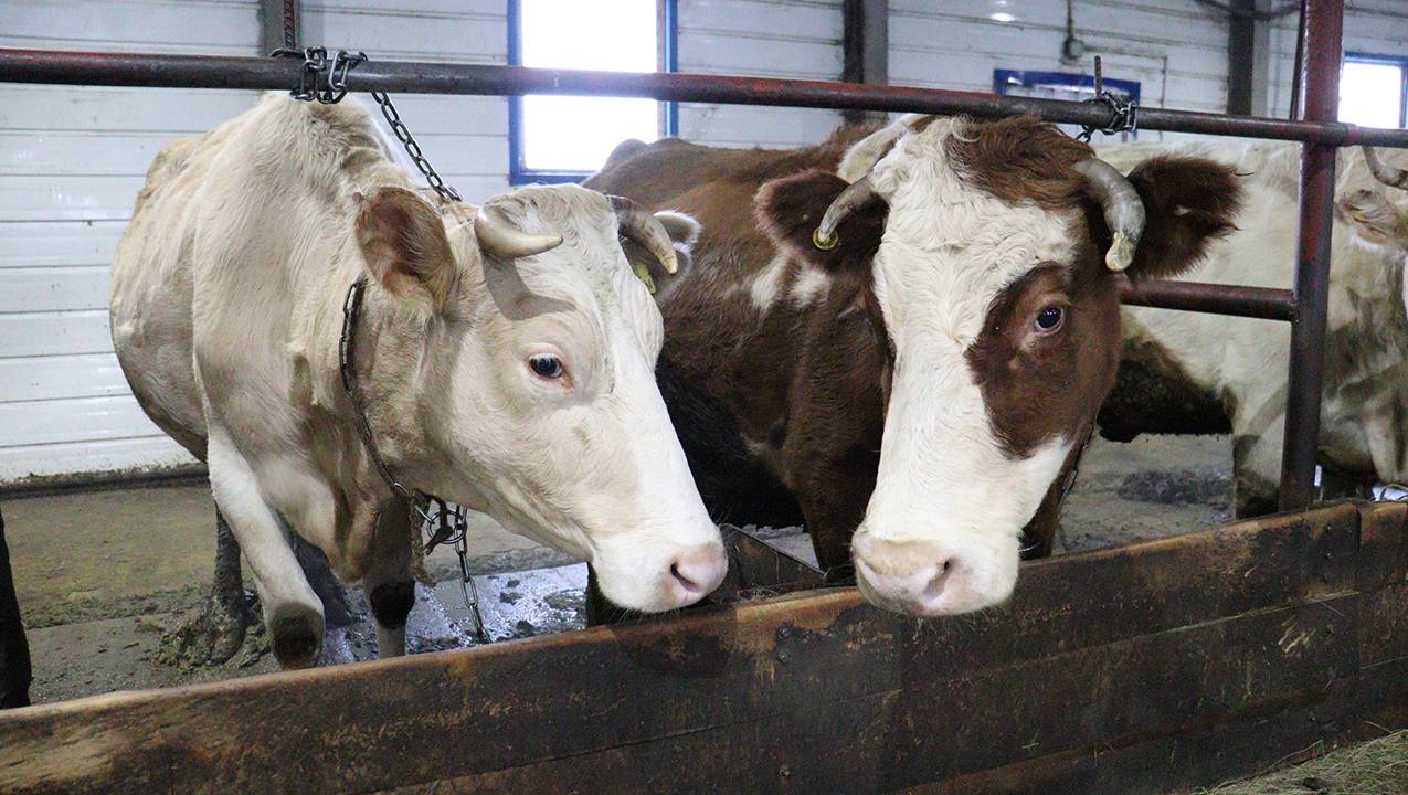 Нрктээйигэ 120 с турар толору хааччыллыылаах пиэрмэ лээ киирдэ Нрктээйигэ 120 с турар толору хааччыллыылаах пиэрмэ лээ киирдэ