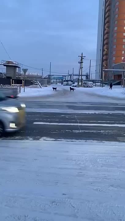 В Якутске собаки накинулись на женщину и порвали ей пальто