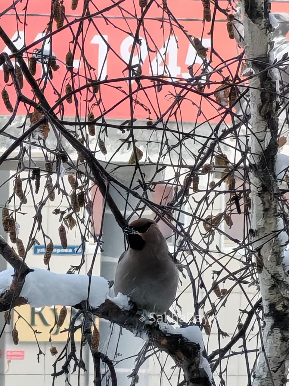 Свиристели в Якутске. Горожанка Александра поделилась чудесными фотографиями свиристелей, прокомментировав: - Они, кажется, называются «пьяные свиристели» Свиристели в Якутске. Горожанка Александра поделилась чудесными фотографиями свиристелей, прокомментировав: - Они, кажется, называются «пьяные свиристели»