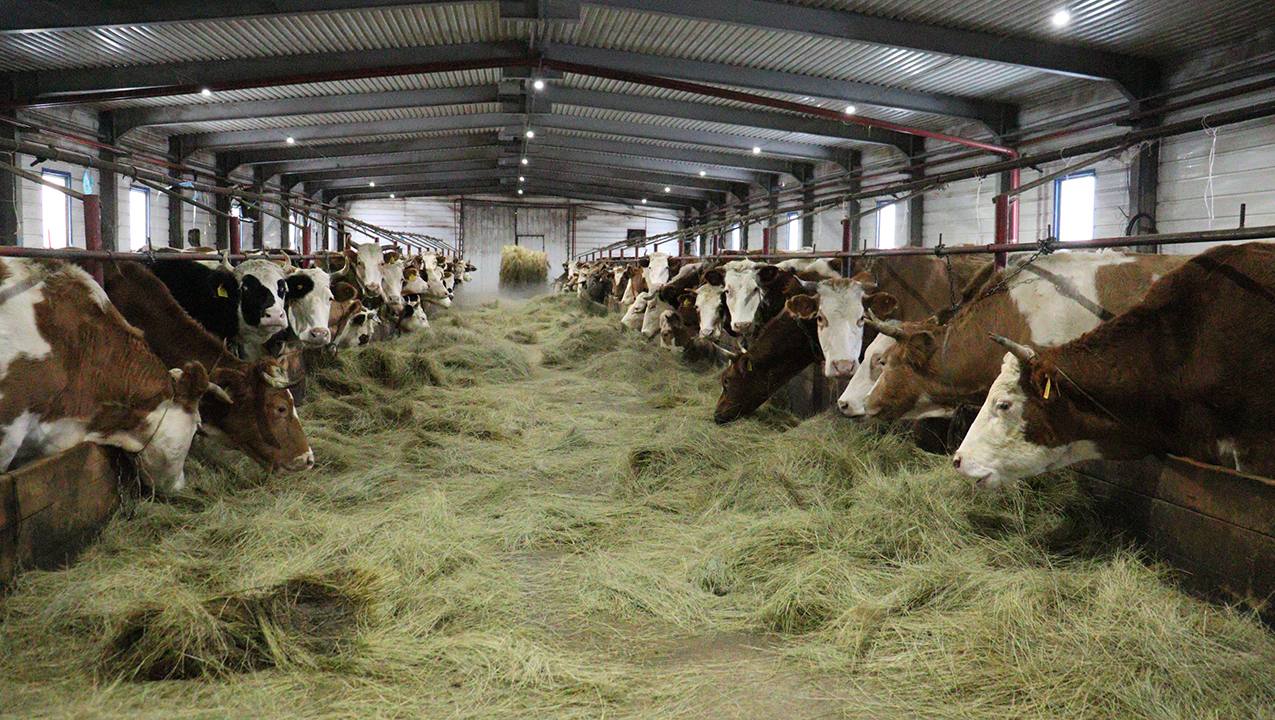 Нрктээйигэ 120 с турар толору хааччыллыылаах пиэрмэ лээ киирдэ Нрктээйигэ 120 с турар толору хааччыллыылаах пиэрмэ лээ киирдэ