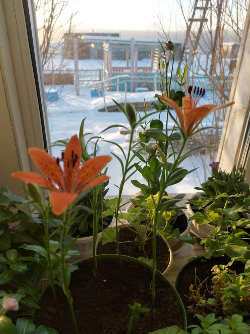 Эн хаарга Сардаана ннэрди, Афанасий