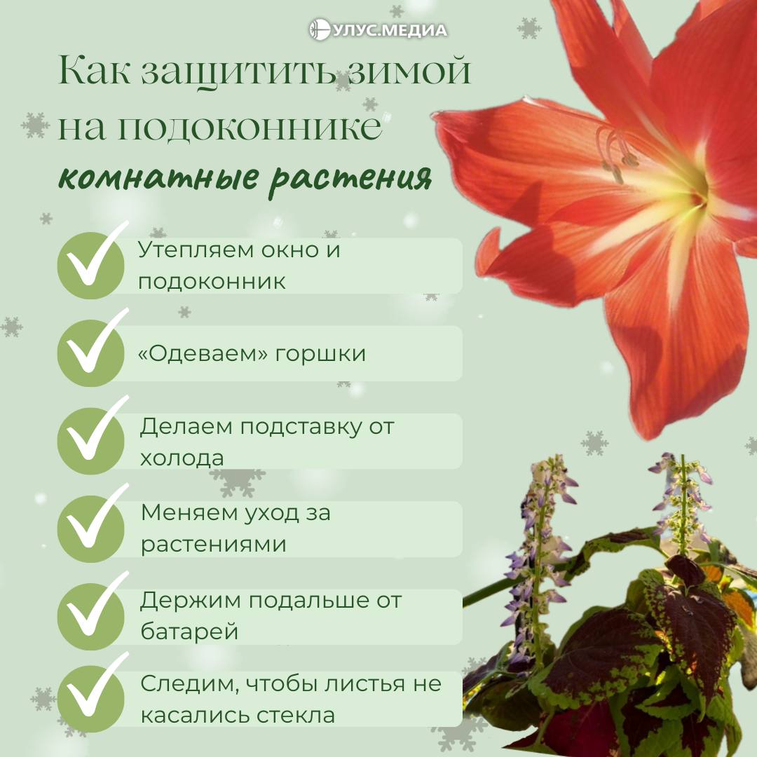 Как защитить комнатные растения зимой на подоконнике