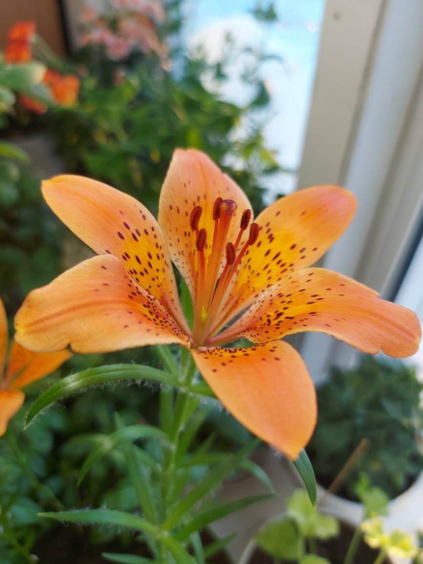 Эн хаарга Сардаана ннэрди, Афанасий Эн хаарга Сардаана ннэрди, Афанасий