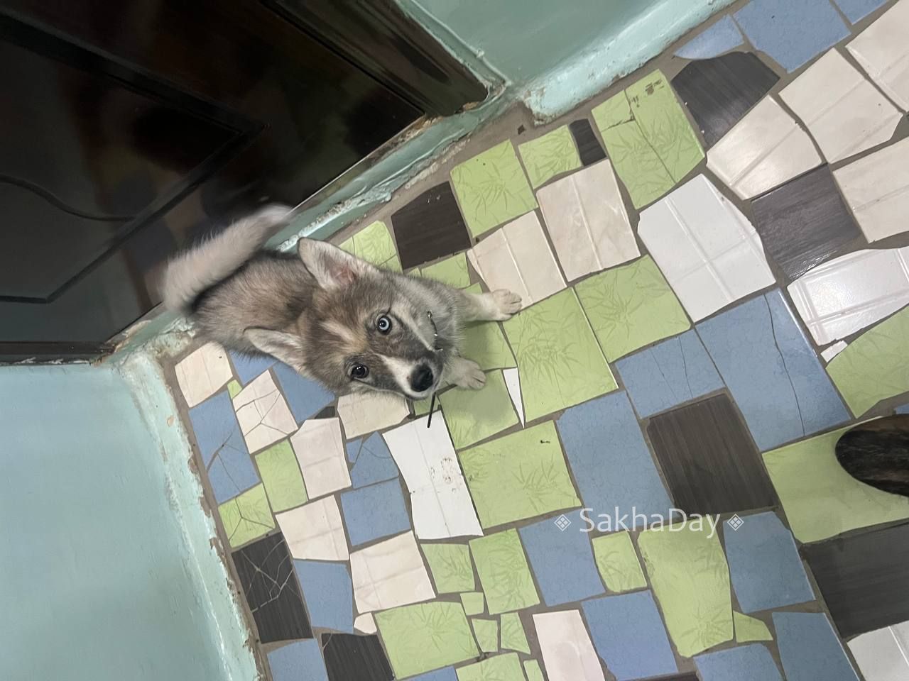 Может кто то потерял, собачка с ошейником