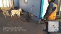 В Якутске усилят отлов безнадзорных животных и собак на самовыгуле