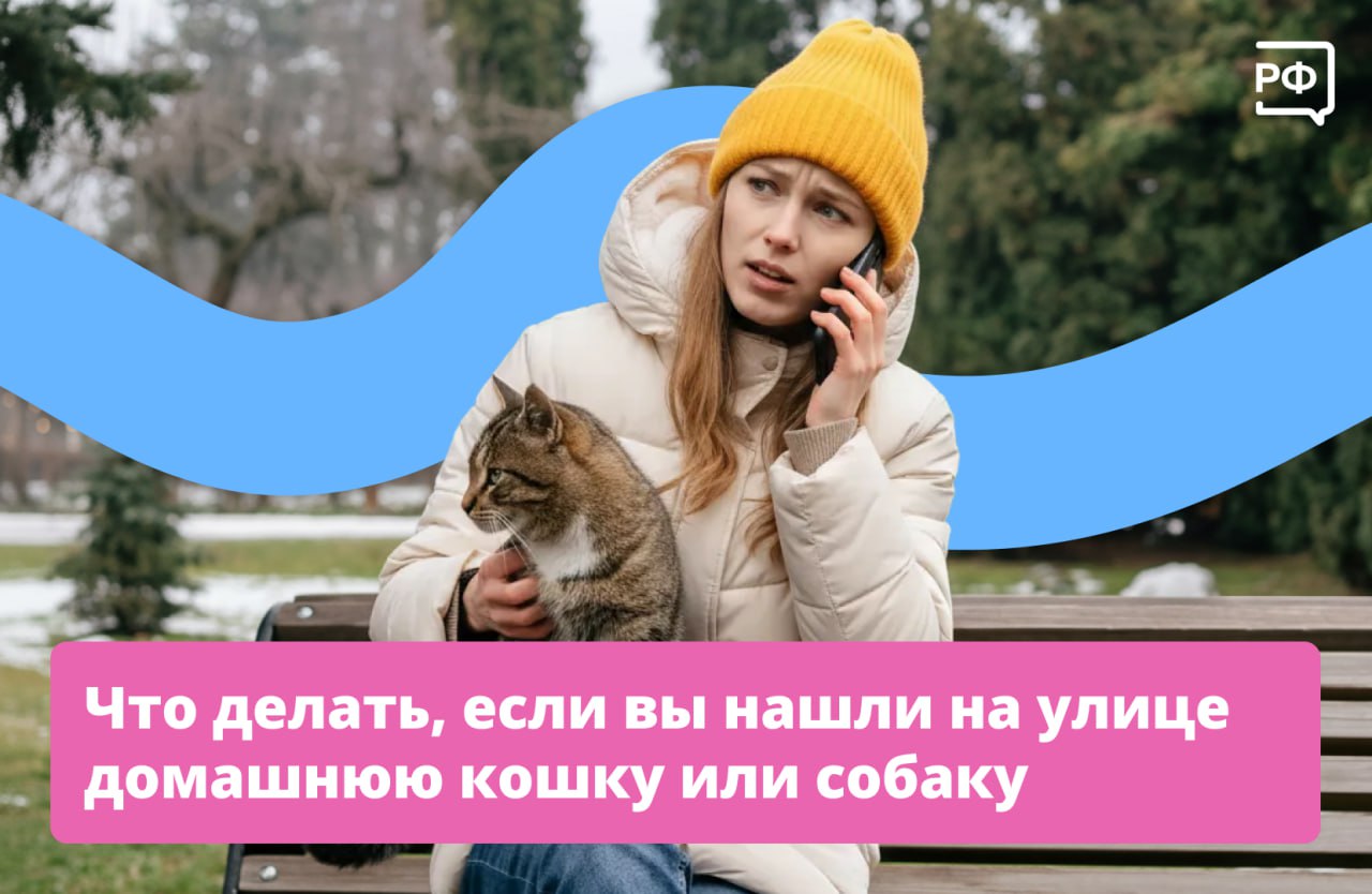 Увидев на улице испуганную собаку или кошку, постарайтесь не оставаться равнодушным