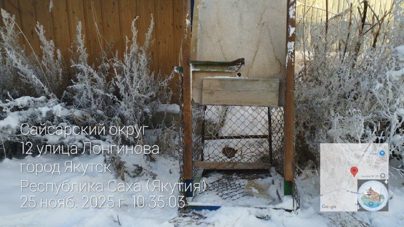 Работа по отлову безнадзорных собак в Сайсарском округе продолжается