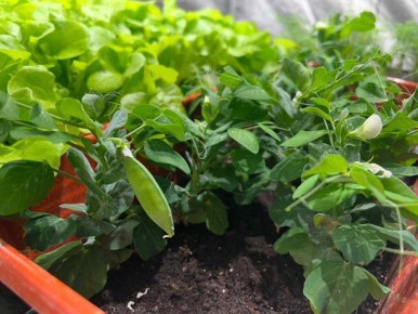 Первые всходы. Тиксинская СОШ № 2 стала настоящим полигоном для экспериментов и творчества с появлением высокотехнологичных теплиц