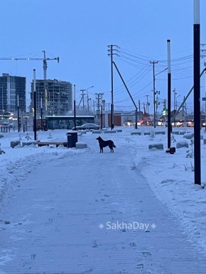 Огромная собака в сквере Матери #отподписчика