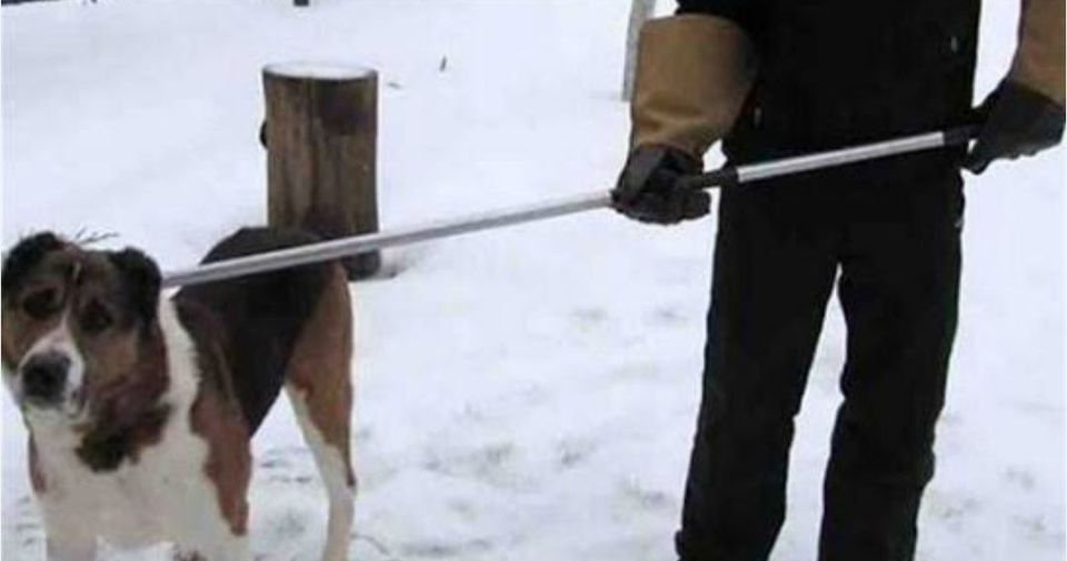 По Губинскому округу работает 1 специализированная бригада по отлову безнадзорных собак — с начала года поймали уже 67.