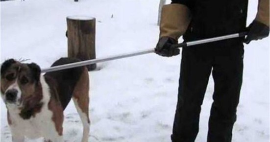 По Губинскому округу работает 1 специализированная бригада по отлову безнадзорных собак — с начала года поймали уже 67.