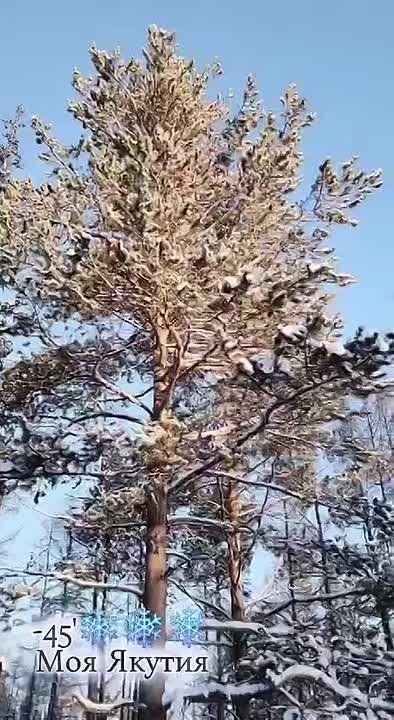 В объятиях стужи: мирнинский фотограф Юлия Бородич воспела суровую красоту якутской зимы