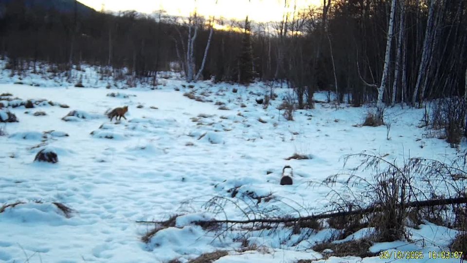 В национальном парке «Ленские столбы» опубликовали серию кадров с видеоловушек