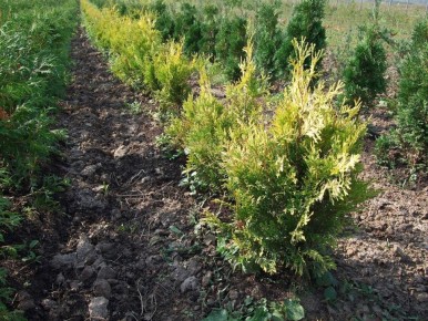 Как вернуть туе здоровье и яркий цвет