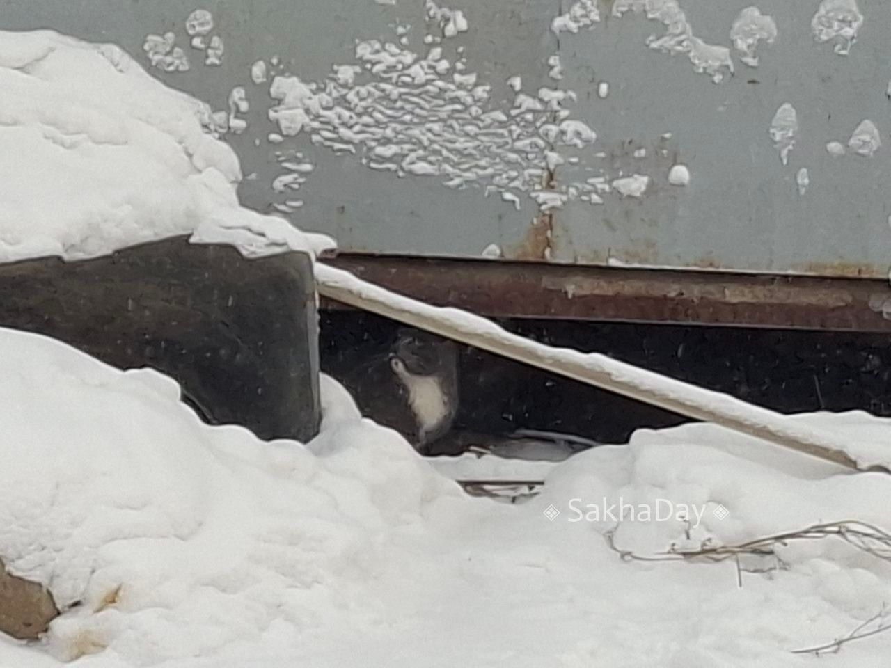 #пишут На Ломоносова 57, под гаражом #пишут На Ломоносова 57, под гаражом