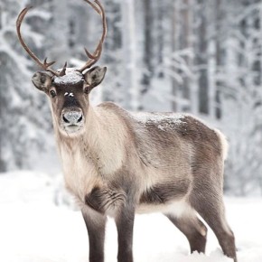 Охрана окружающей среды и экологическая безопасность является одной из важнейших стратегических задач компании АЛРОСА