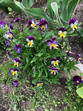 Секреты многолетних фиалок: необычные виды, которые вдохновят на садовые эксперименты