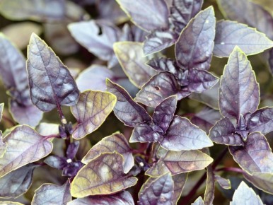 Как простой камень может спасти ваш базилик: находка, проверенная временем