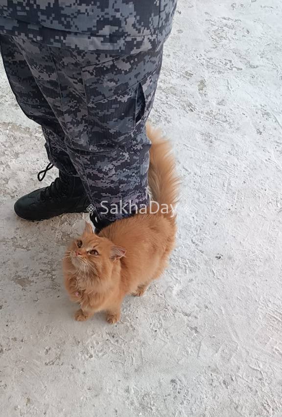 На Вилюйском тракте найдена кошка